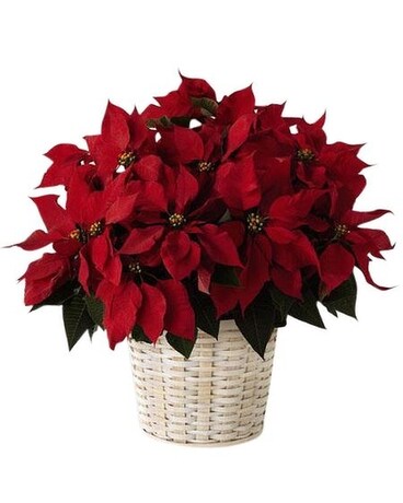 Medium Red Poinsettia Flower Arrangement