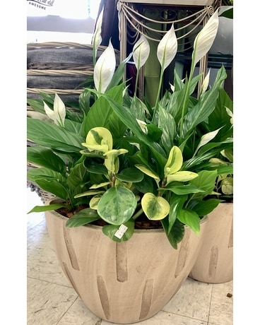 $85 Peace Lily Mix Plant