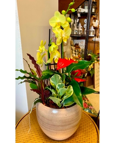 Tropical Orchid Mix Plant