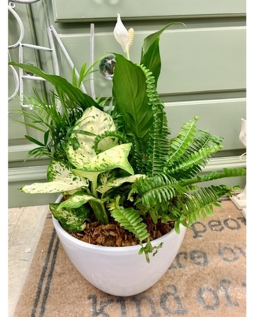 $65 Planter Dish Garden Plant