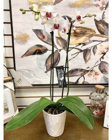 Orchid Plant Plant