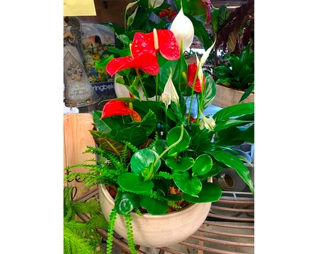 $80 Planter Plant