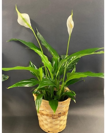 Elegant Spathiphyllum (Peace Lily) Plant