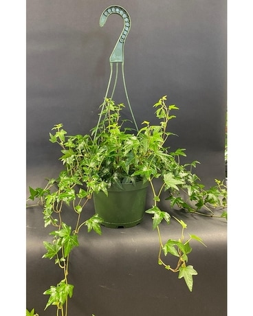 Trailing Ivy Plant