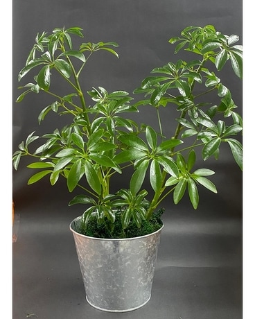 Shefflera - Umbrella Plant Plant