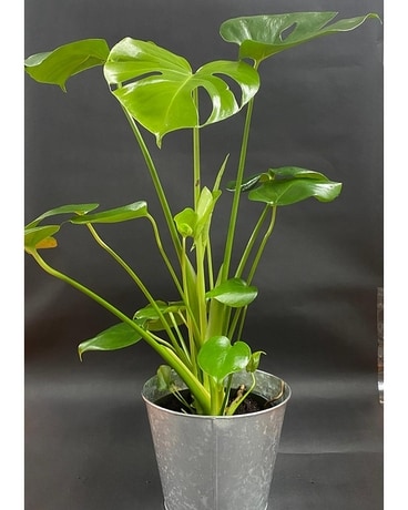 Monstera Plant Plant