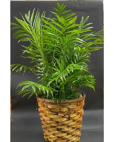Palm Tree Plant