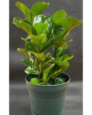Fiddle-Leaf Fig Plant