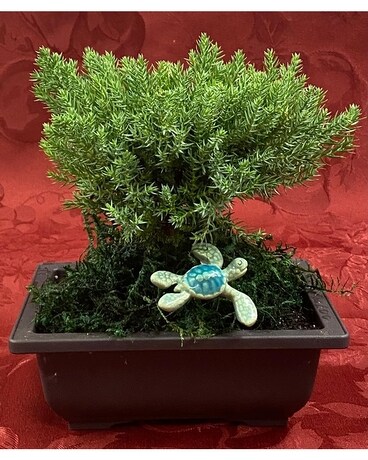 Bonsai Tree Plant