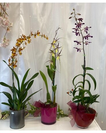 Hawaiin Orchids Specialty Arrangement