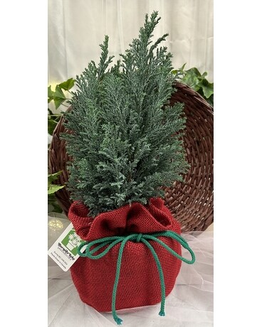 Live Juniper Tree Plant