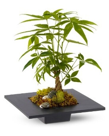 Money Tree Plant