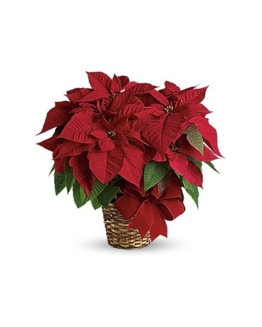 Red Poinsettia Flower Arrangement