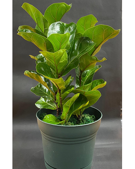 Fiddle-Leaf Fig Plant