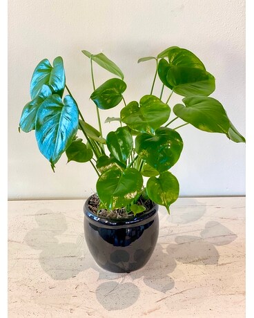 Monstera Plant