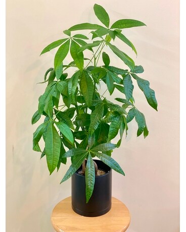 Money Tree Plant Flower Arrangement