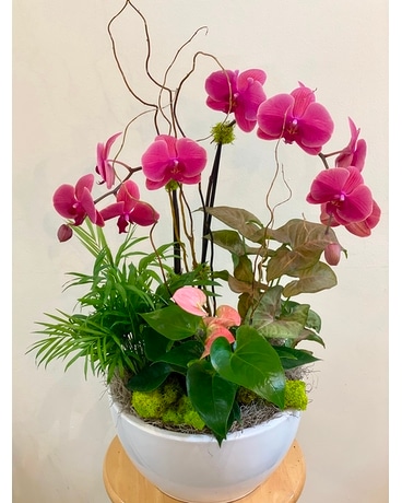Orchid Exquisite Plant