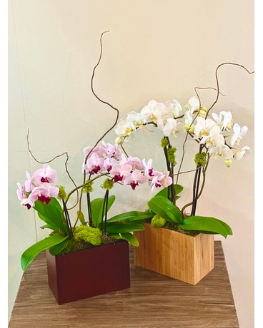 Mod Orchid Flower Arrangement