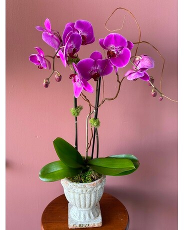 Timeless Orchid Flower Arrangement