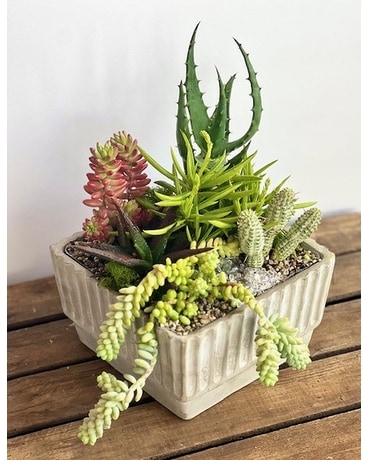 Grande Succulent Garden Plant