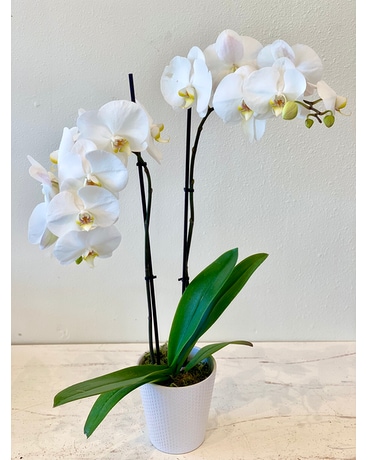 Exotic Orchid