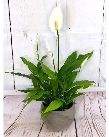Spathiphyllum Plant Plant