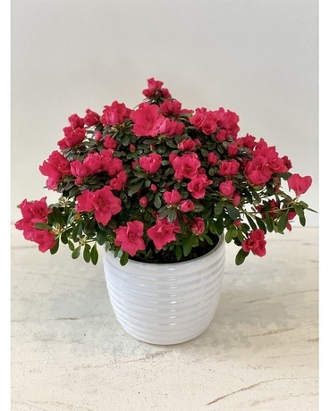 Classic Azalea Plant