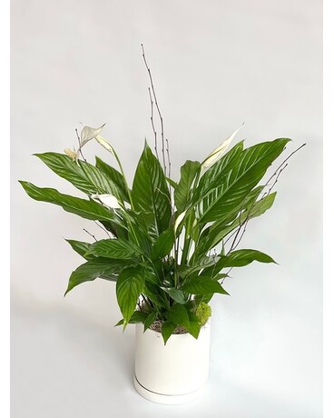 Spathiphyllum Plant Plant