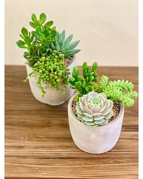 bathroom plant shelf Air Plant Shelf + Pot Duo main image 0