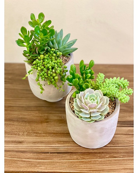 bathroom plant shelf Air Plant Shelf + Pot Duo main image 0
