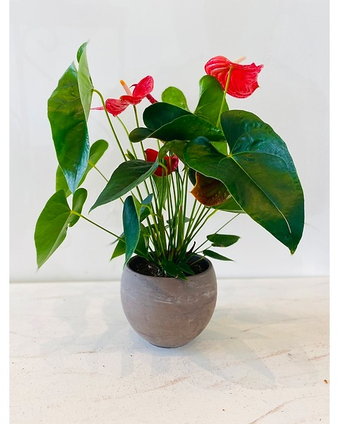 Anthurium Love in Eugene OR - Dandelions Flowers & Gifts