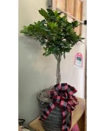 Gardenia Topiary Plant