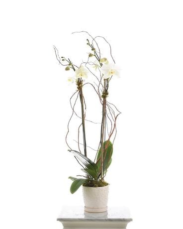 Classic Orchid Plant Flower Arrangement