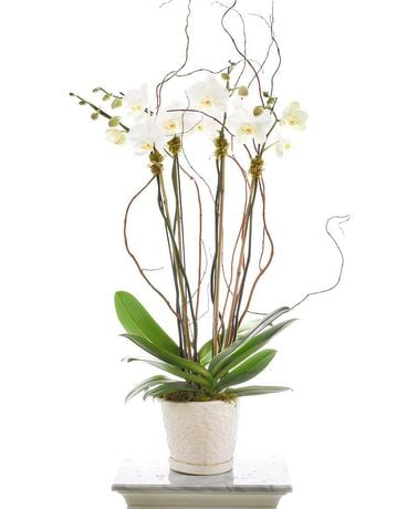 White Phalaenopsis Orchid - Empty Vase Floral Arrangement