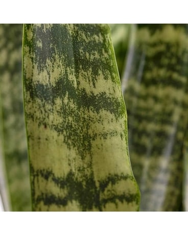 Green Houseplant Plant