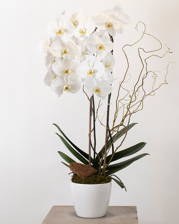 Premium Orchid Plant Plant