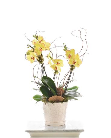 Novelty Orchid Plant Flower Arrangement