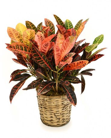 Croton Plant
