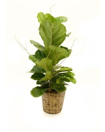 Fiddle Leaf Fig Plant Plant