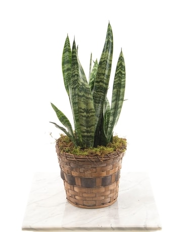 Snake Plant Plant