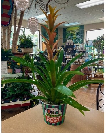 TROPICAL FOR DAD Plant