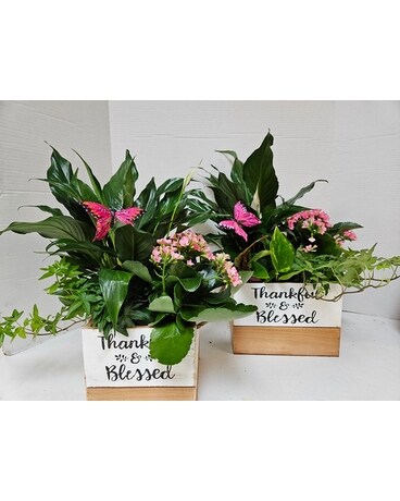 Thankful & Blessed Planter Dish Garden Plant