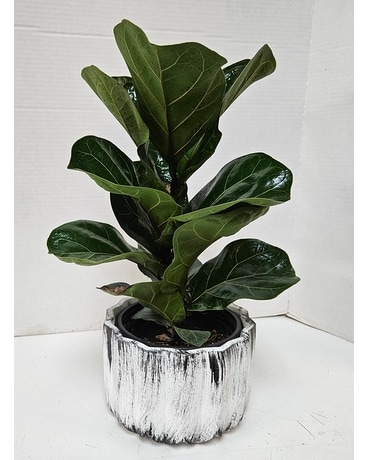 Fiddle Leaf Fig Plant