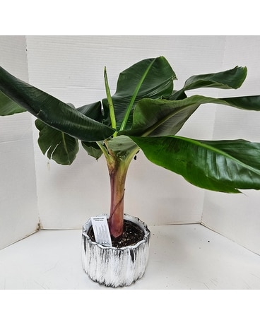 Banana Plant Flower Arrangement