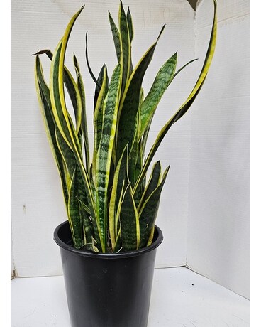 Snake Plant 10