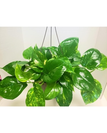 Pothos Flower Arrangement