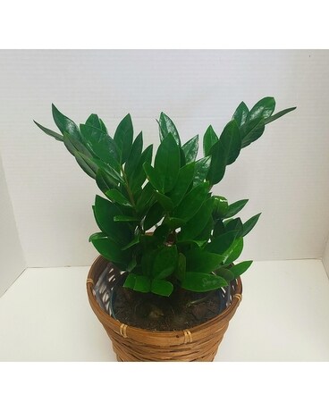 ZZ Plant Plant