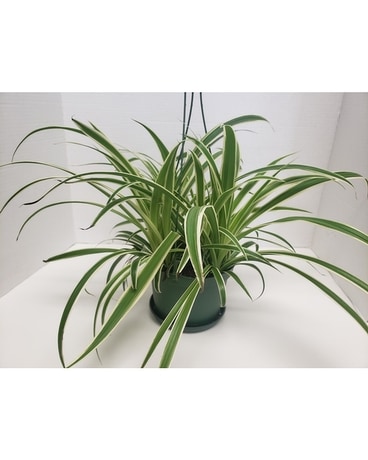 Spider Plant Plant
