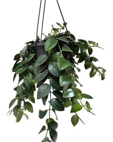Lipstick Plant Plant