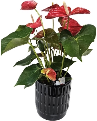 Anthurium Plant 5